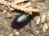 Ophonus cribricollis